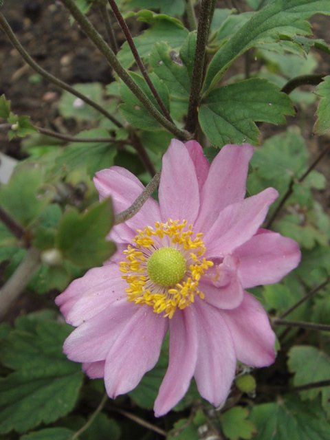 Anemone japonica 'Pamina' fleur